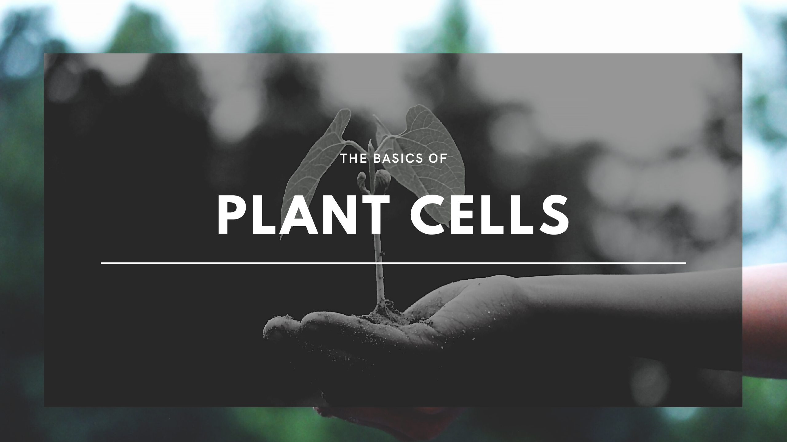 The Basics of Plant Cells